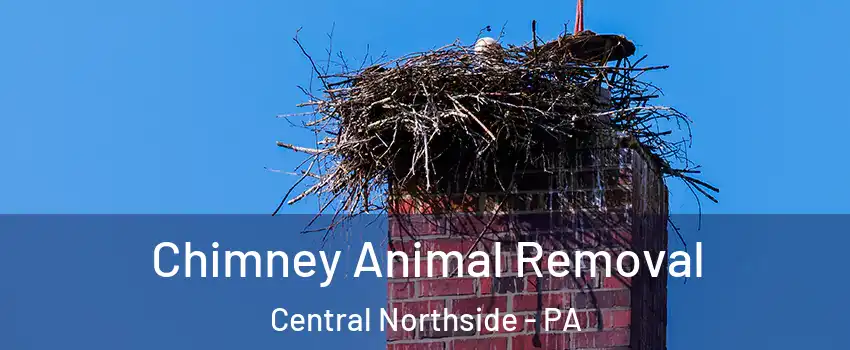 Chimney Animal Removal Central Northside - PA