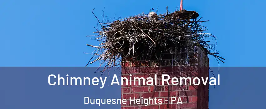 Chimney Animal Removal Duquesne Heights - PA