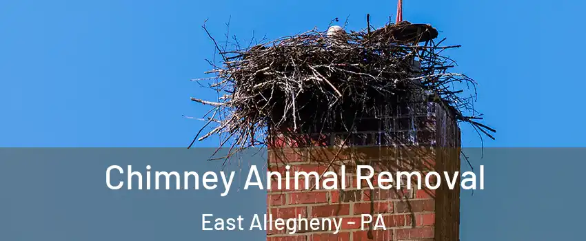 Chimney Animal Removal East Allegheny - PA