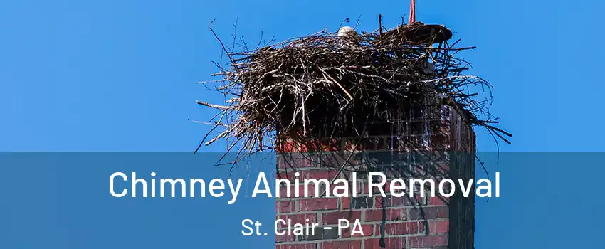 Chimney Animal Removal St. Clair - PA