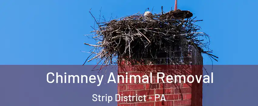 Chimney Animal Removal Strip District - PA